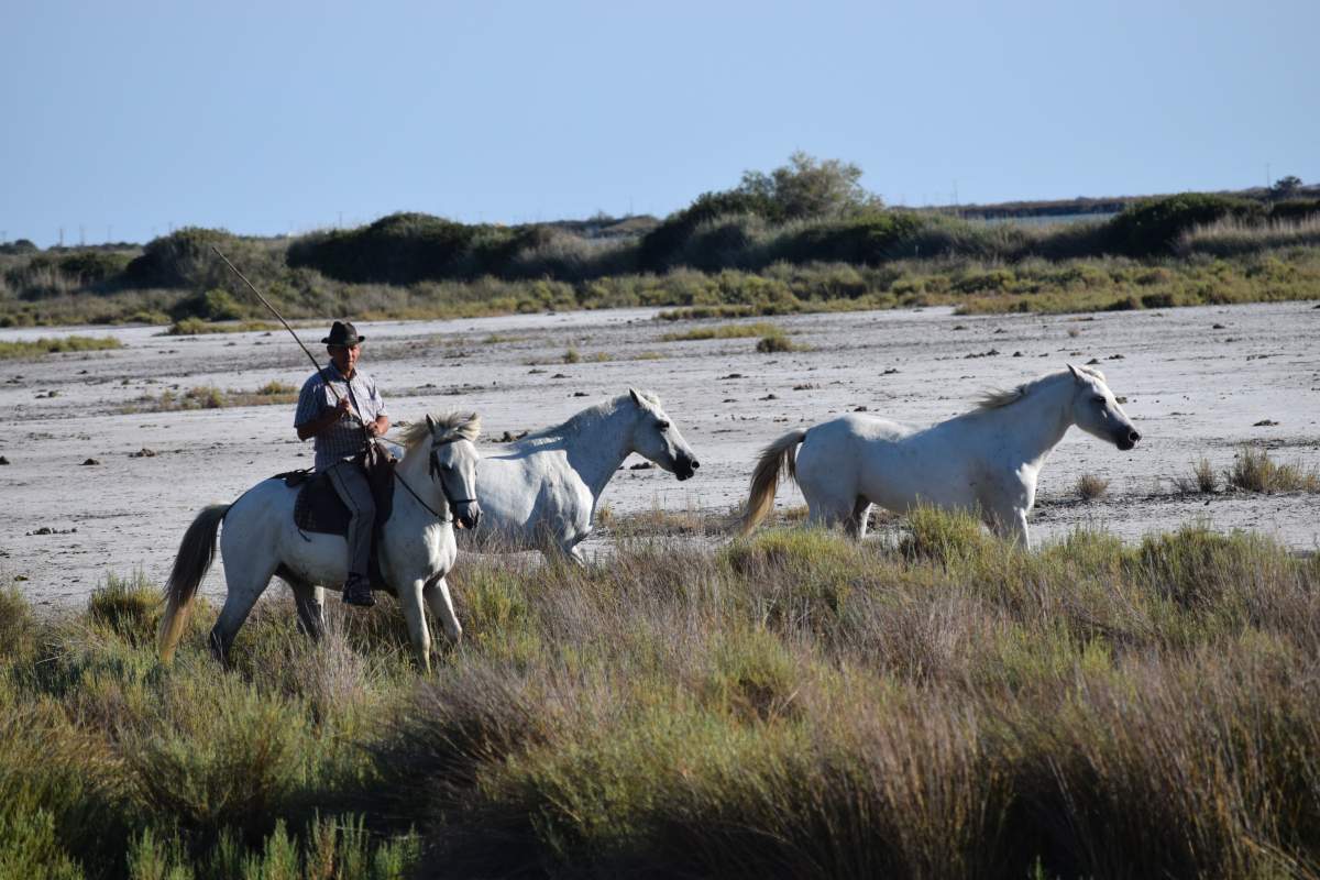 Les chevaux de Camargue